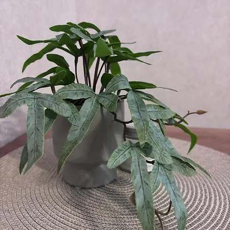 Apartment Quiet And Cozy 3br Near Center And Airport